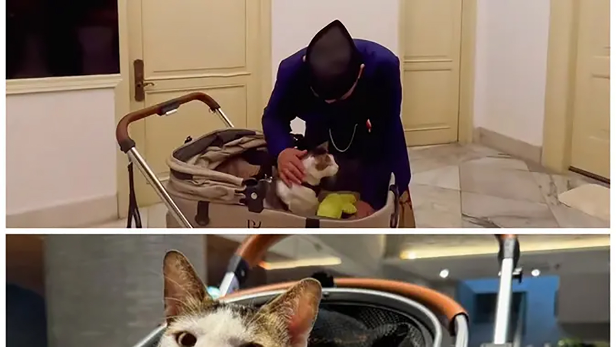 Harga Stroller Mewah Kucing Bobby Kertanegara Bikin Netizen Penasaran, Berapa Harganya?