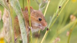 Tikus panen yang menggemaskan bertengger dengan hati-hati di batang ramping di lingkungan alami.