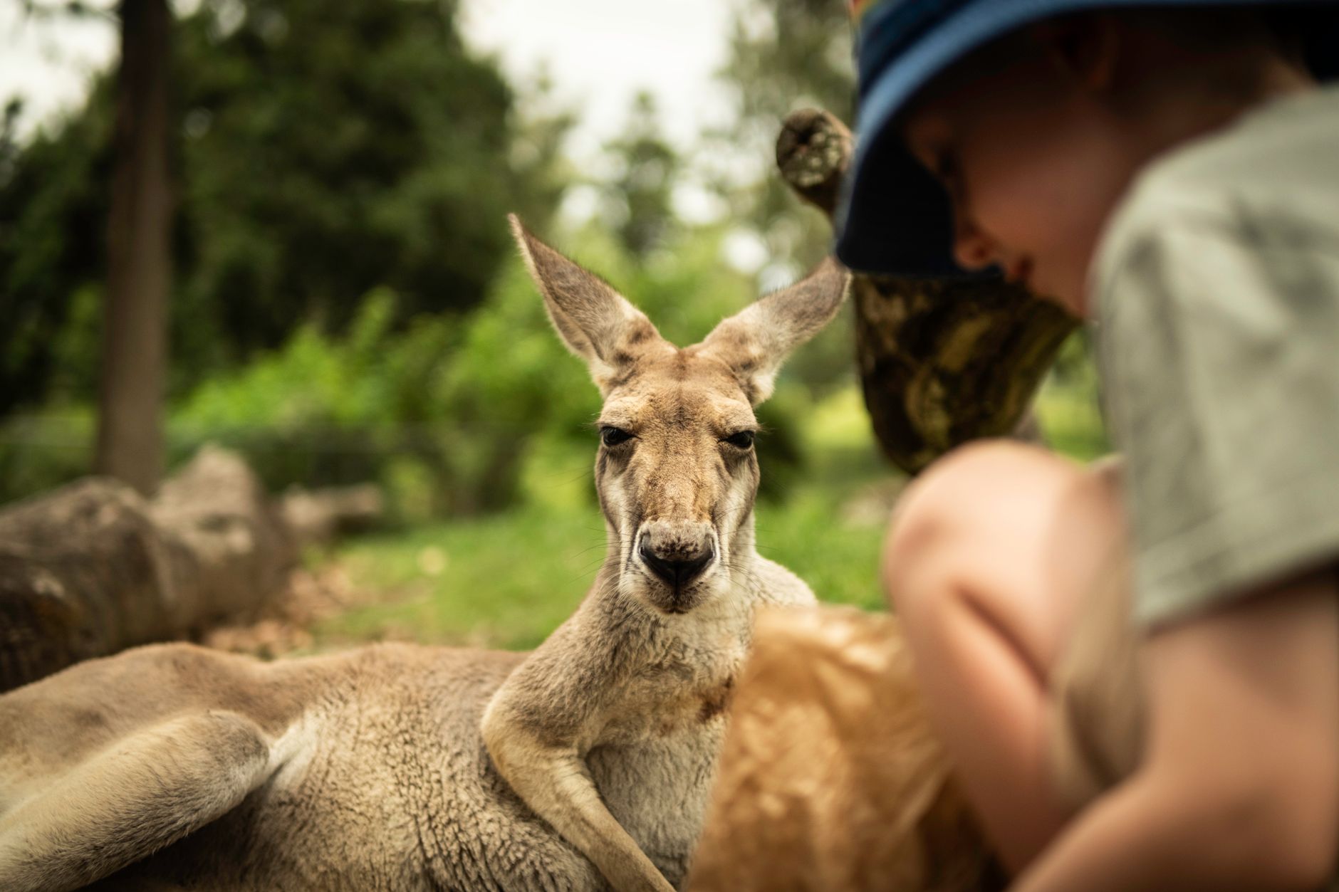 Sebuah kanguru bersantai di samping seorang anak di Brisbane, menangkap momen tenang satwa liar.