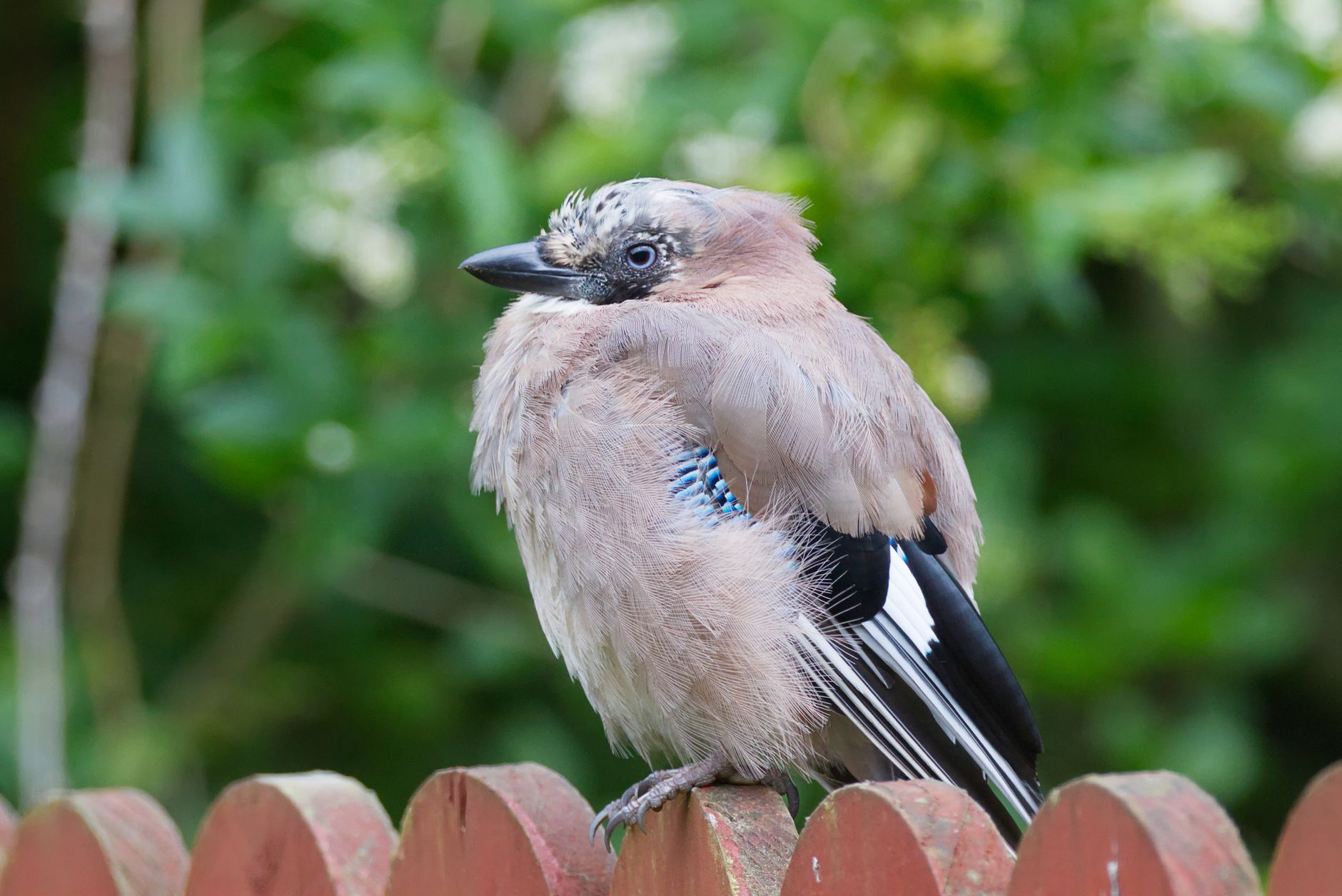 Jay Eurasia dengan bulu cerah duduk di pagar kayu di taman hijau.