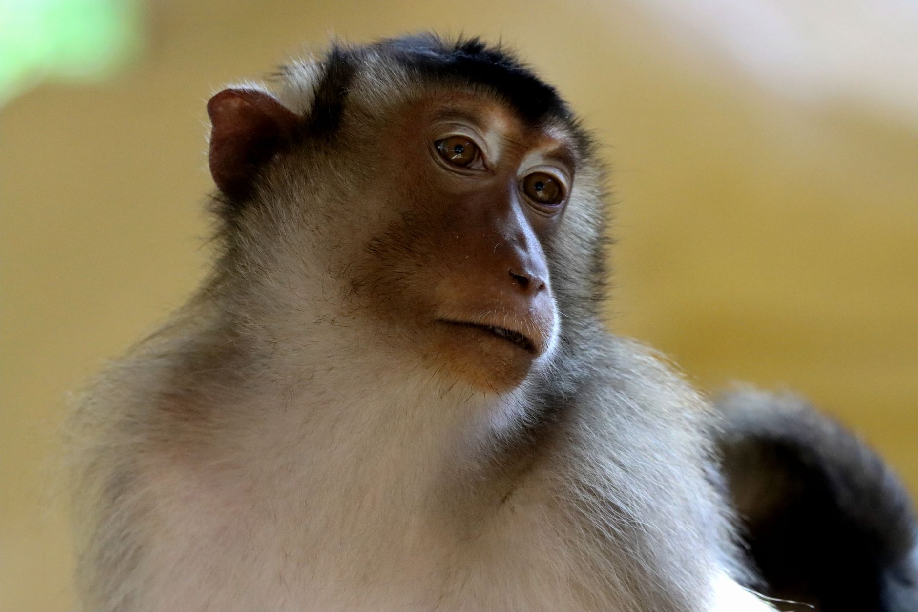 Foto detail seekor monyet ekor panjang, menyoroti mata ekspresif dan bulu alaminya.